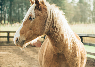 horse